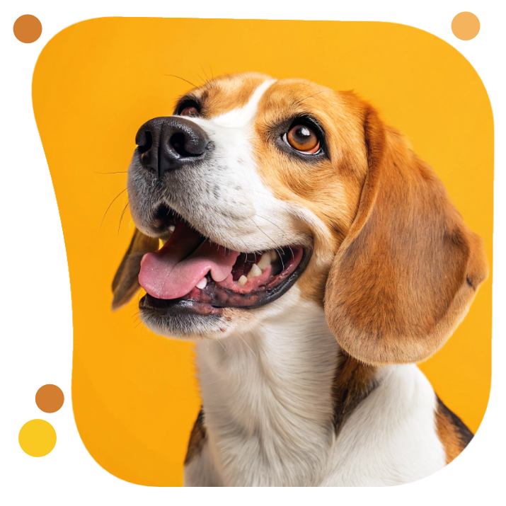 beagle